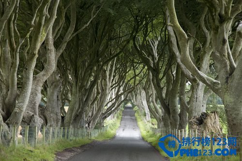 世界上最美的十大林荫隧道排行榜插图1