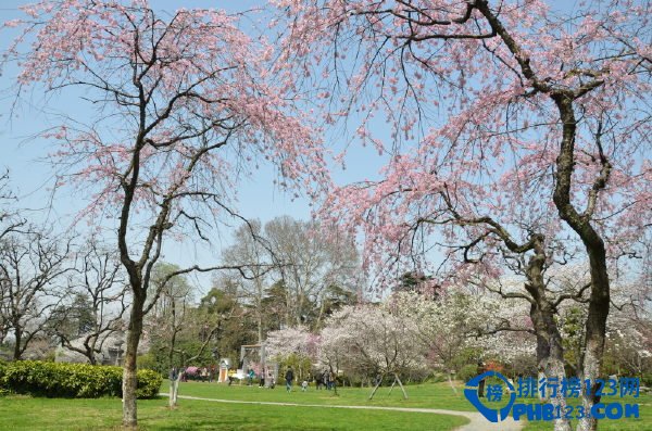 中国的十大赏樱胜地 看樱花不必去日本插图7