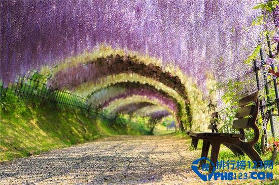 世界上最美的十大林荫隧道排行榜插图5