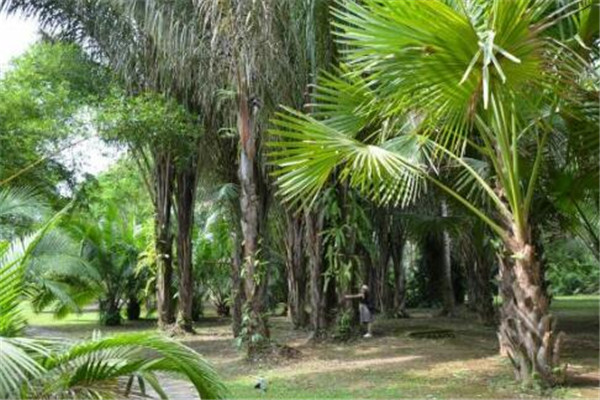 西双版纳州好玩的地方推荐 西双版纳州好玩的地方排行榜插图2