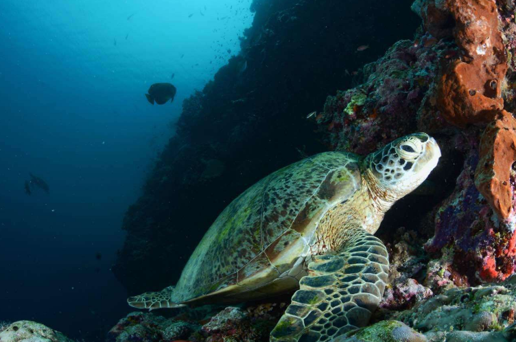 世界十大潜水圣地 伯利兹大蓝洞上榜（全球最深）插图5