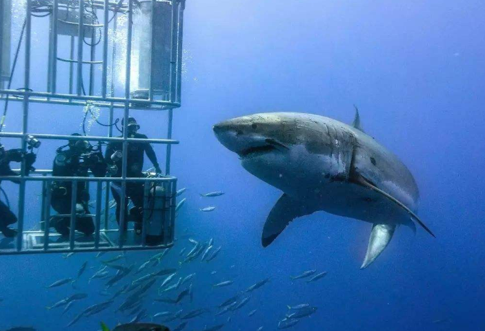 全球十大潜水地排行 带你进入全新的世界，你想要去吗插图5