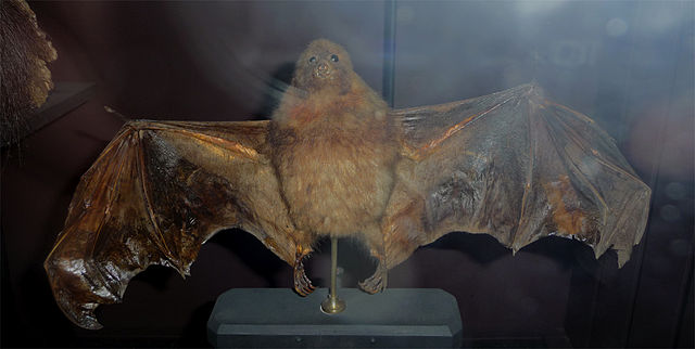 毛里求斯在哪里?毛里求斯在哪个国家?插图4