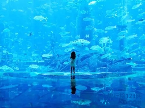 日本最值得去的十大水族馆插图8