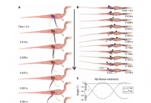 生物医学：《两足恐龙与人类相同相同》（中英翻译对照）|爱分享